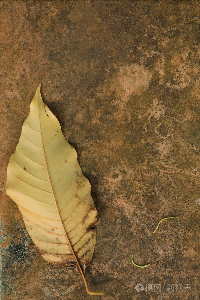 秋叶干燥的褐色粗糙风化背景近景