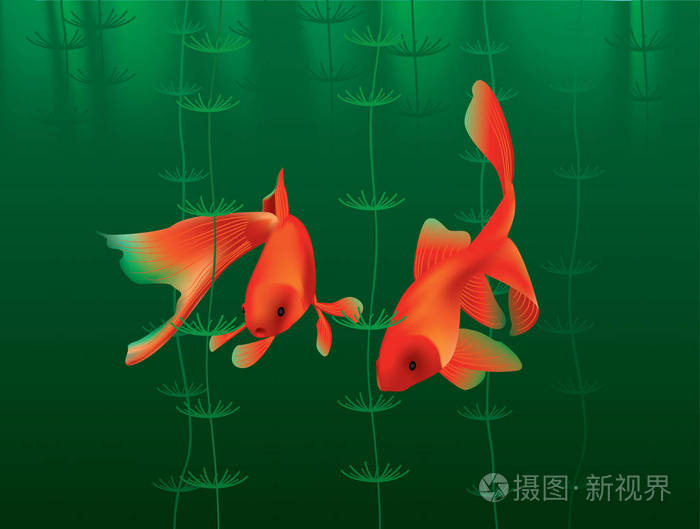 两条金鱼在深绿色的水里游泳矢量图
