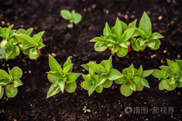 幼苗正从肥沃的土壤中生长出来.蔬菜农场苗圃塑料托盘中的年轻植物.