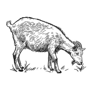 山羊.在白色背景上孤立的真实图像.手工绘图.古董素描.矢量插图艺术.