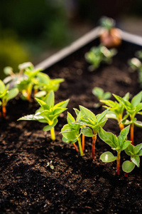 肥沃的土壤图片
