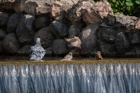 鸽子和麻雀沐浴在小溪里