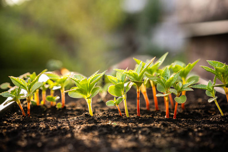 生态概念. 幼苗正从肥沃的土壤中生长. 小的景深.
