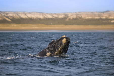鲸鱼从水中跳跃巴塔哥尼亚