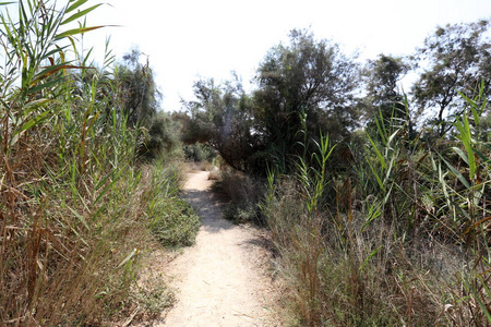 以色列北部城市公园的行人路
