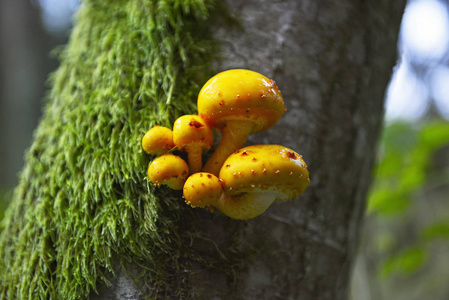 苔藓的树干上的黄蘑菇属照片