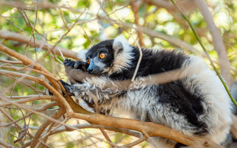狐猴黑白在树木和自然中摩擦狐猴。 马达加斯加动物马达加斯加野生动物。 在安达西贝的假日旅游是马苏拉马罗杰伊国家公园。