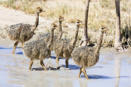 不会游泳鸵鸟一家在卡拉哈里的烈日下从游泳池里喝水照片
