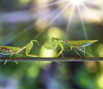 两只绿色的螳螂在夏天的一天在树枝上打架，背景模糊，背景模糊