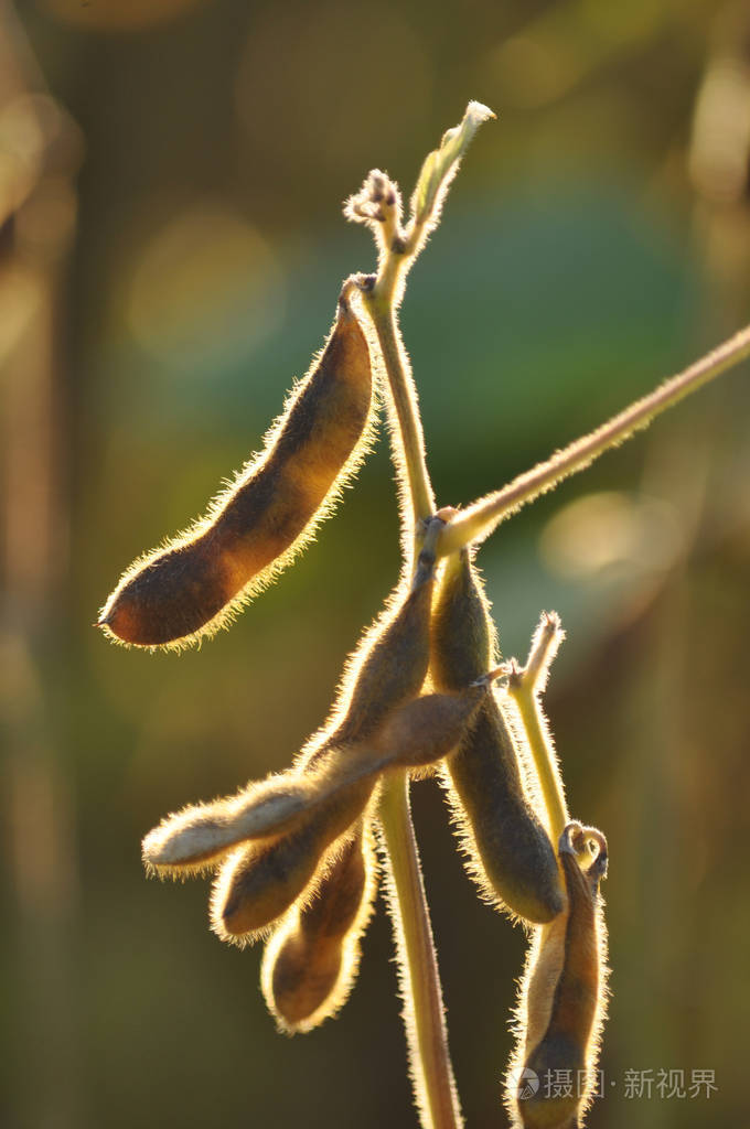 有背光阳光的大豆成熟豆荚