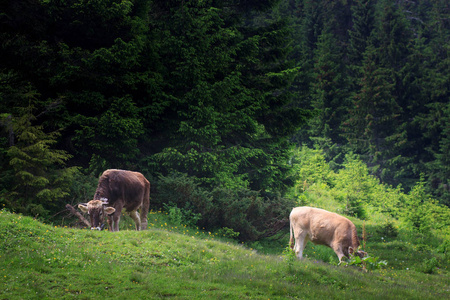 喀尔巴阡山上的奶牛。