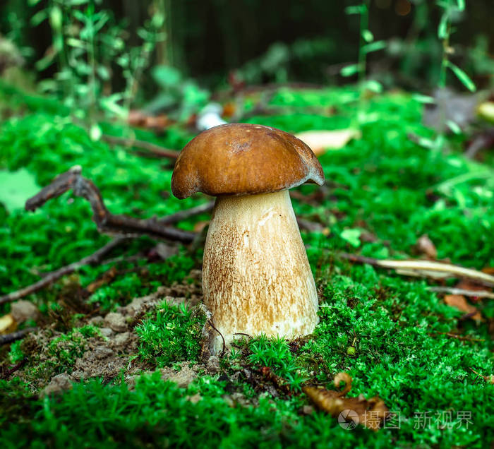 可爱的小圆面包蘑菇正生长在草地上. 美丽的小棕色帽子的cep是在焦点.