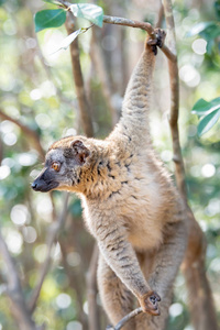 树木和自然中常见的棕色狐猴。 马达加斯加动物马达加斯加野生动物。 在安达西贝的假日旅游是马苏拉马罗杰伊国家公园。