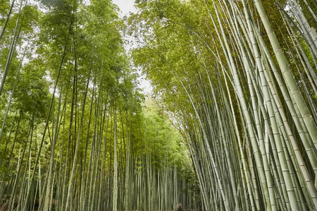 嵯峨野图片 嵯峨野素材 嵯峨野插画 摄图新视界