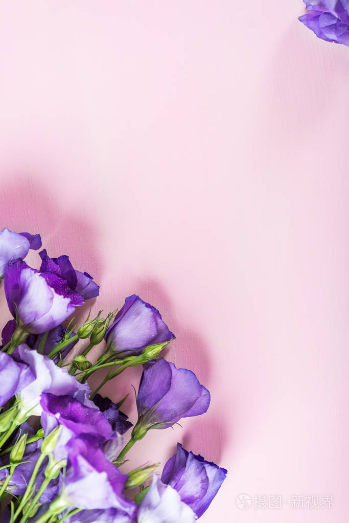 美丽的紫色桔梗花花束, 桔梗