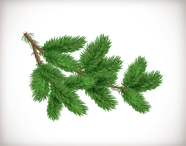 郁郁葱葱的绿色云杉或杉树枝孤立在白色背景上。 圣诞节和新年设计的对象或元素。 真实矢量插图