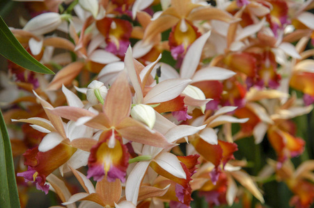 色彩鲜艳的蕙兰花是兰花科52种常绿植物的一个属