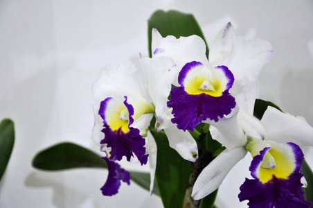  exotic orchids flower in plants nursery. 
