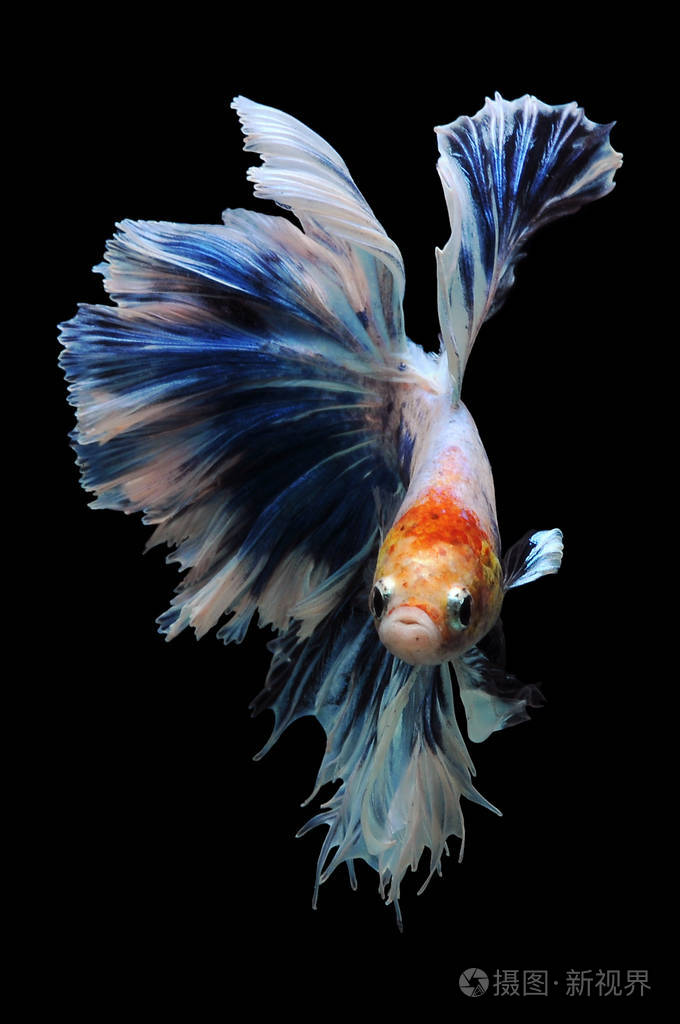 暹罗鱼鱼鱼鱼鱼鱼鱼鱼鱼鱼鱼鱼鱼鱼鱼鱼鱼鱼鱼鱼鱼鱼鱼鱼鱼鱼鱼鱼鱼鱼