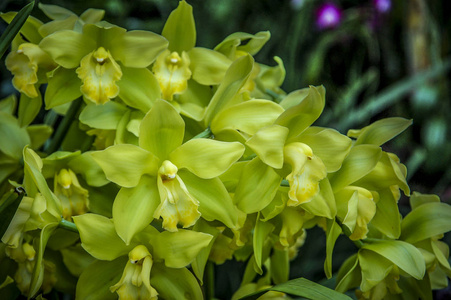 色彩鲜艳的蕙兰花是兰花科52种常绿植物的一个属