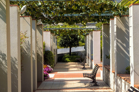 天空时钟藤花图片