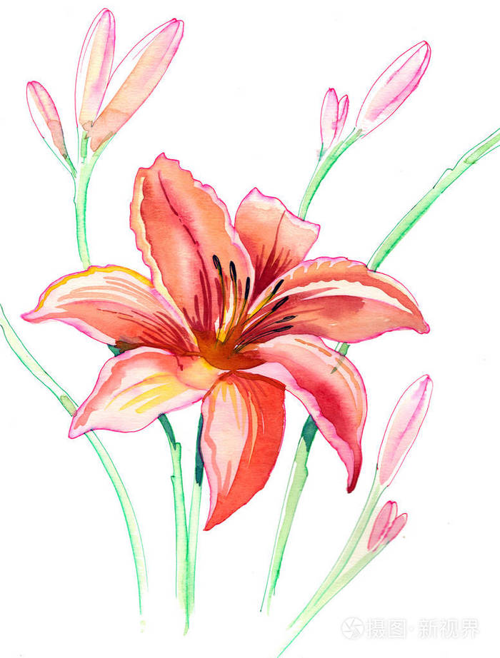 白色背景上的橙色百合花水彩插图