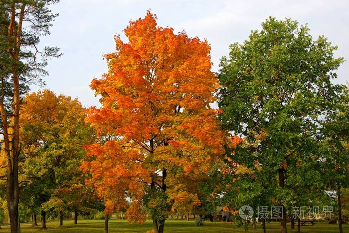 森林里的秋橙红树