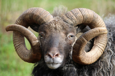 卷曲的羊冬季图片