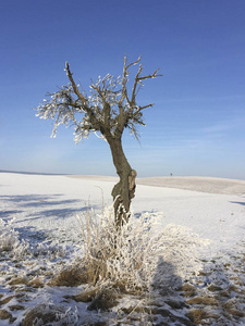 在蓝天下，冬天的树木覆盖着冰雪