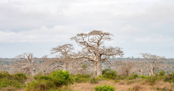 到西非的罗安达安哥拉旅游,看宝巴树照片