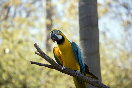 蓝金金刚鹦鹉栖息在树枝上图片