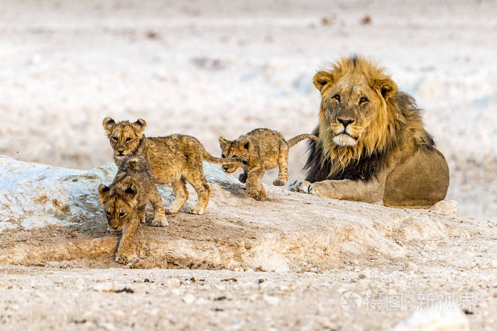 一只非洲雄狮和他的孩子在纳米比亚的etosha国家公园