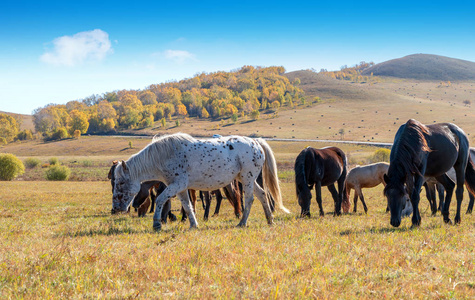 秋天草地上的一群马
