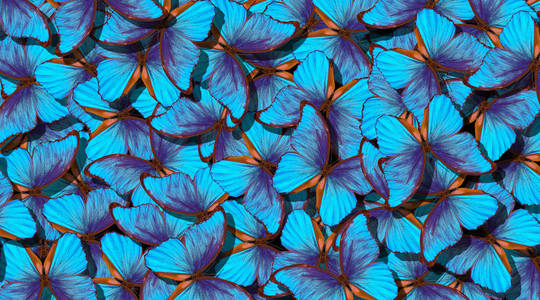 蝴蝶变形的翅膀。 明亮的蓝色蝴蝶的飞行抽象背景。 明亮的蓝色蝴蝶的飞行抽象背景。