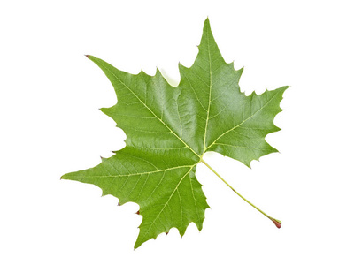 绿枫叶白底分离照片