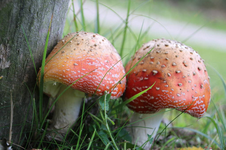 花菇番红花菇在海牙的沙丘上. 3.这只苍蝇在秋季生长摄影图
