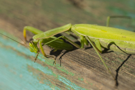 一只雌性螳螂。 捕食性昆虫。