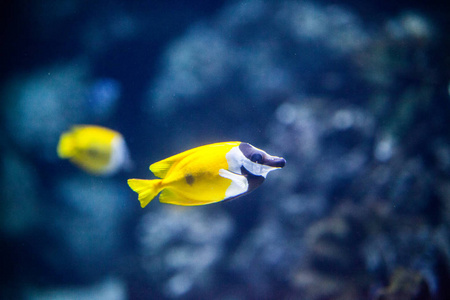 泊松Exotiqueen水族馆