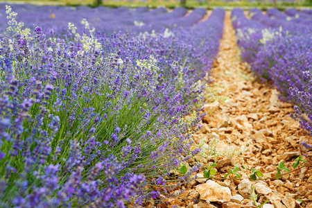 在普罗旺斯，法国的 valensole 附近的薰衣草田