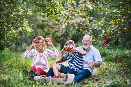 一对年长的夫妇, 小孙子在苹果园, 有乐趣