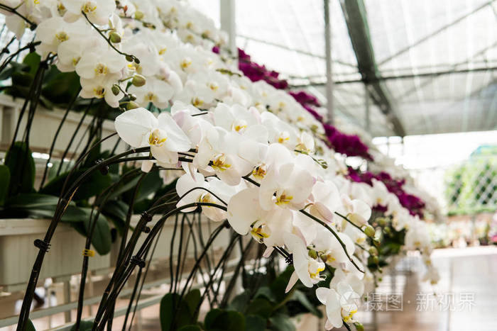 有兰花的温室 白色和多色兰花特写照片 正版商用图片13gmod 摄图新视界 有兰花的温室 白色和多色兰花特写照片 正版商用图片13gmod 摄图新视界