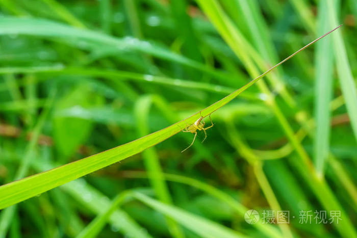 大自然背景下草上的昆虫 照片 正版商用图片13go4i 摄图新视界 大自然背景下草上的昆虫 照片 正版商用图片13go4i 摄图新视界