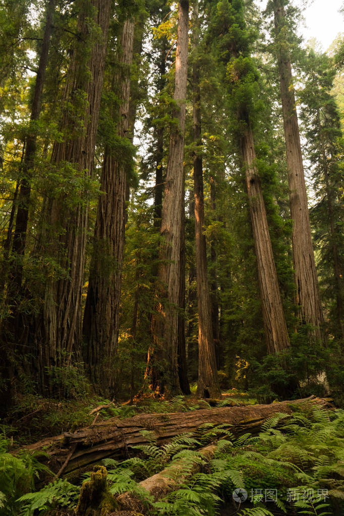 在加利福尼亚一片红杉林中倒在蕨类植物覆盖的地板上的树