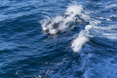海豚在蓝色的海水中
