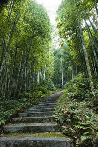 越南新城汉河天瀑布竹林