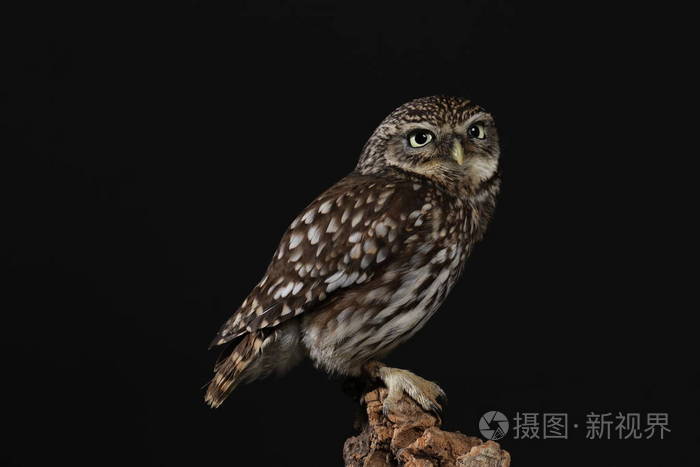 黑色背景下的猫头鹰肖像