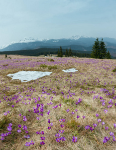 彩色盛开的紫紫番红花海飞莲番红花高山花卉在春季卡帕西亚高原山谷乌克兰欧洲。 美丽的概念春天或初夏景观。