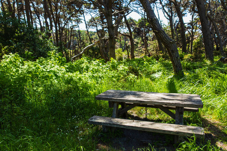 加州曼多西诺森林里树下的野餐桌