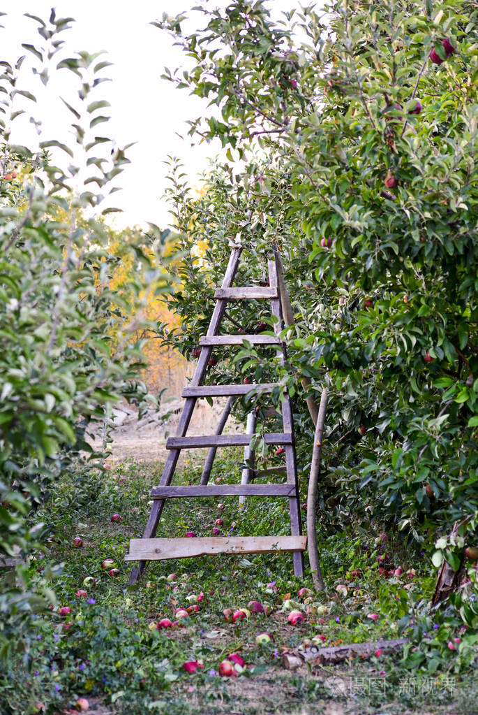 苹果树上的梯子准备收割浅浅的杜菲姆