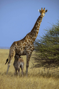 长颈鹿长颈鹿与哺乳婴儿在伊多沙国家公园纳米比亚